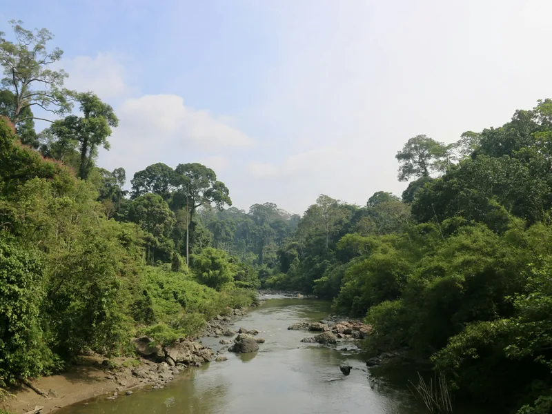 River winding through dense Bornean rainforest, the home of the Borneo tattoo tradition