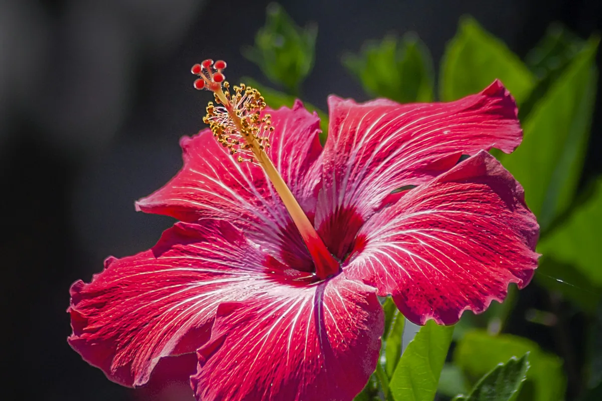 Red hibiscus, the bunga raya, Malaysia's national flower